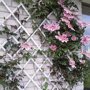 Nature klimrek wit kunststof begroeid met klimplanten